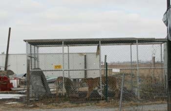 Photo: Big Cat Rescue